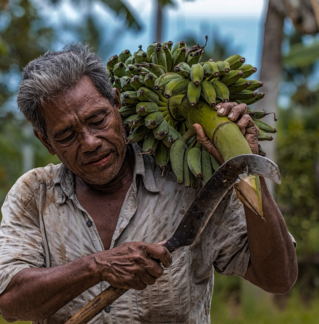 Harvest bananas