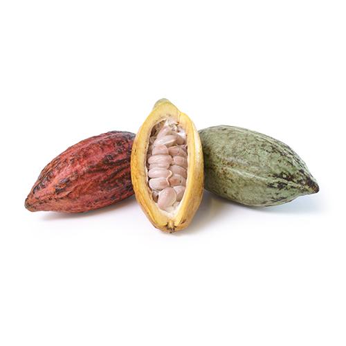 Cacao fruit