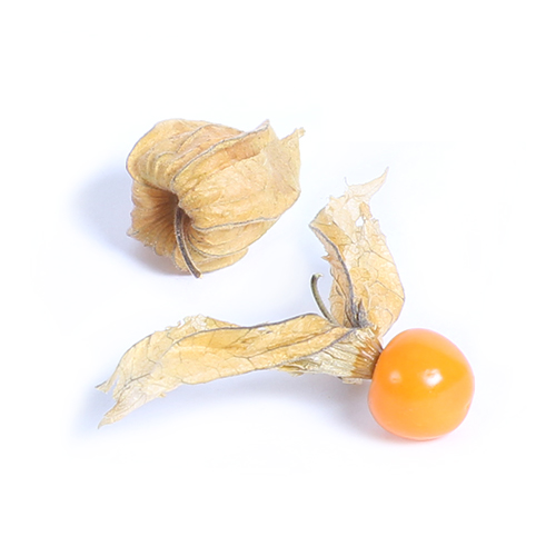 Physalis