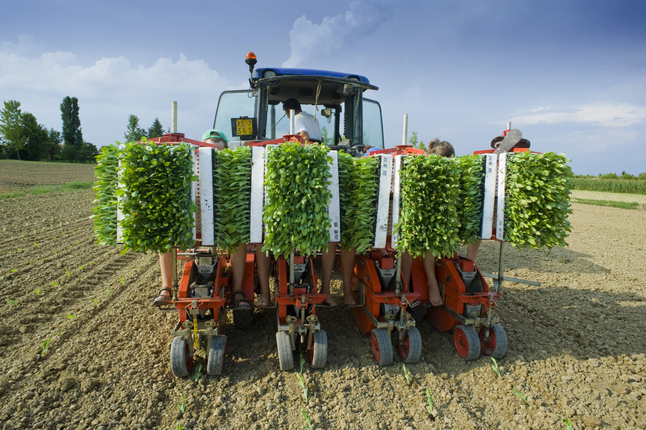 Treviso Tardivo planting