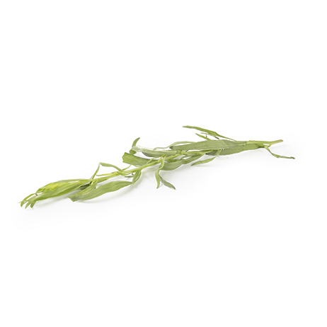 Tarragon