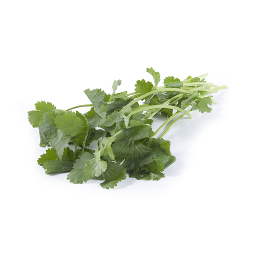 Coriander