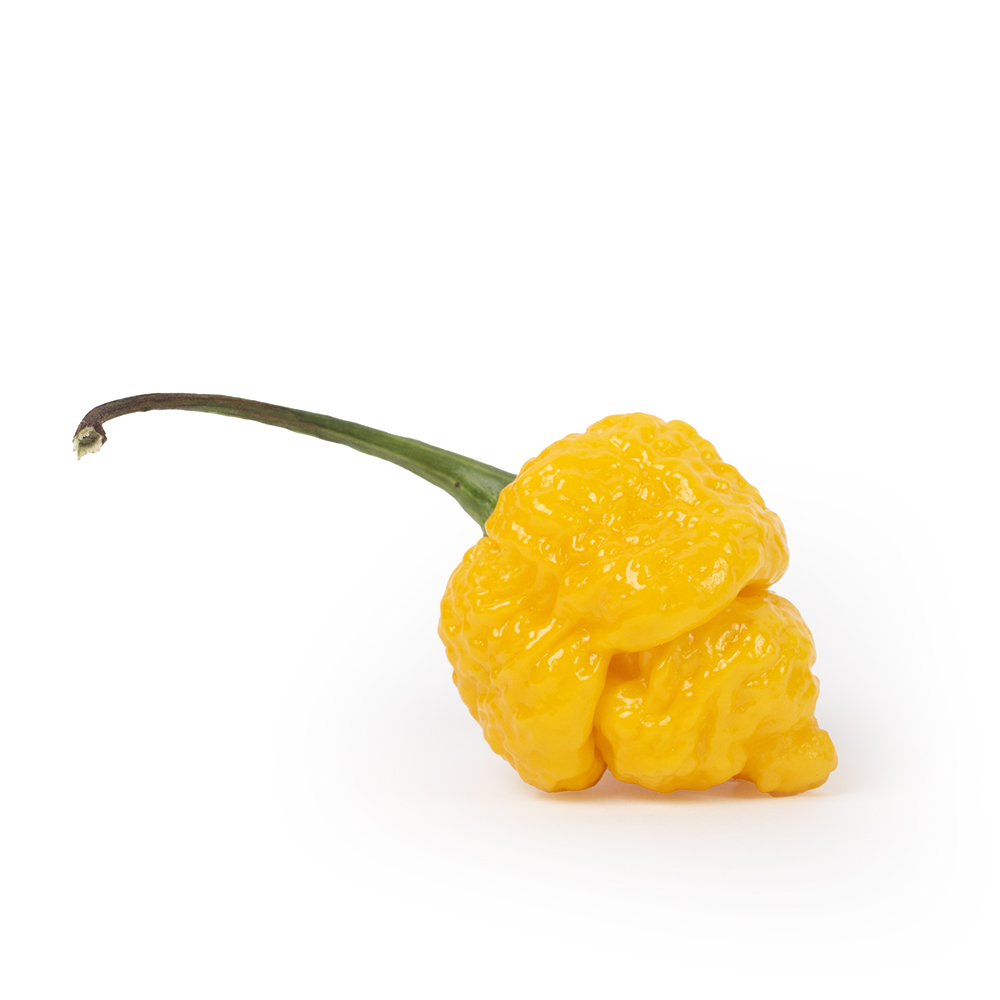 Carolina Reaper geel