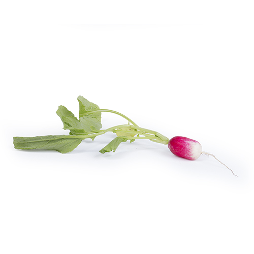 White tip radish