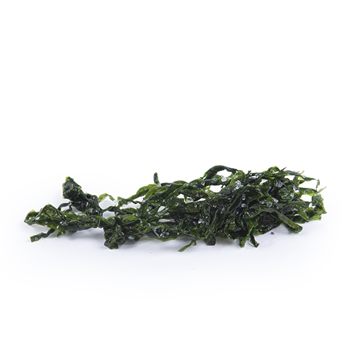 Sea lettuce