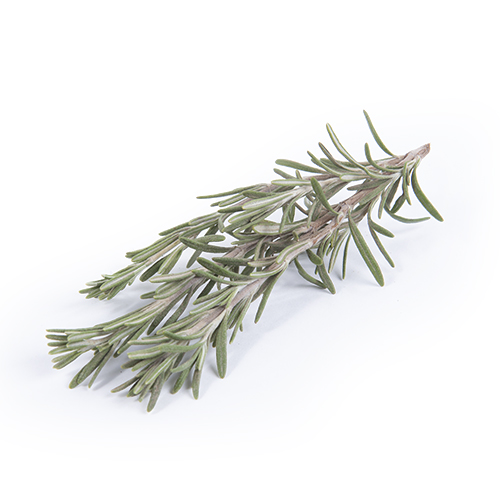 Rosemary