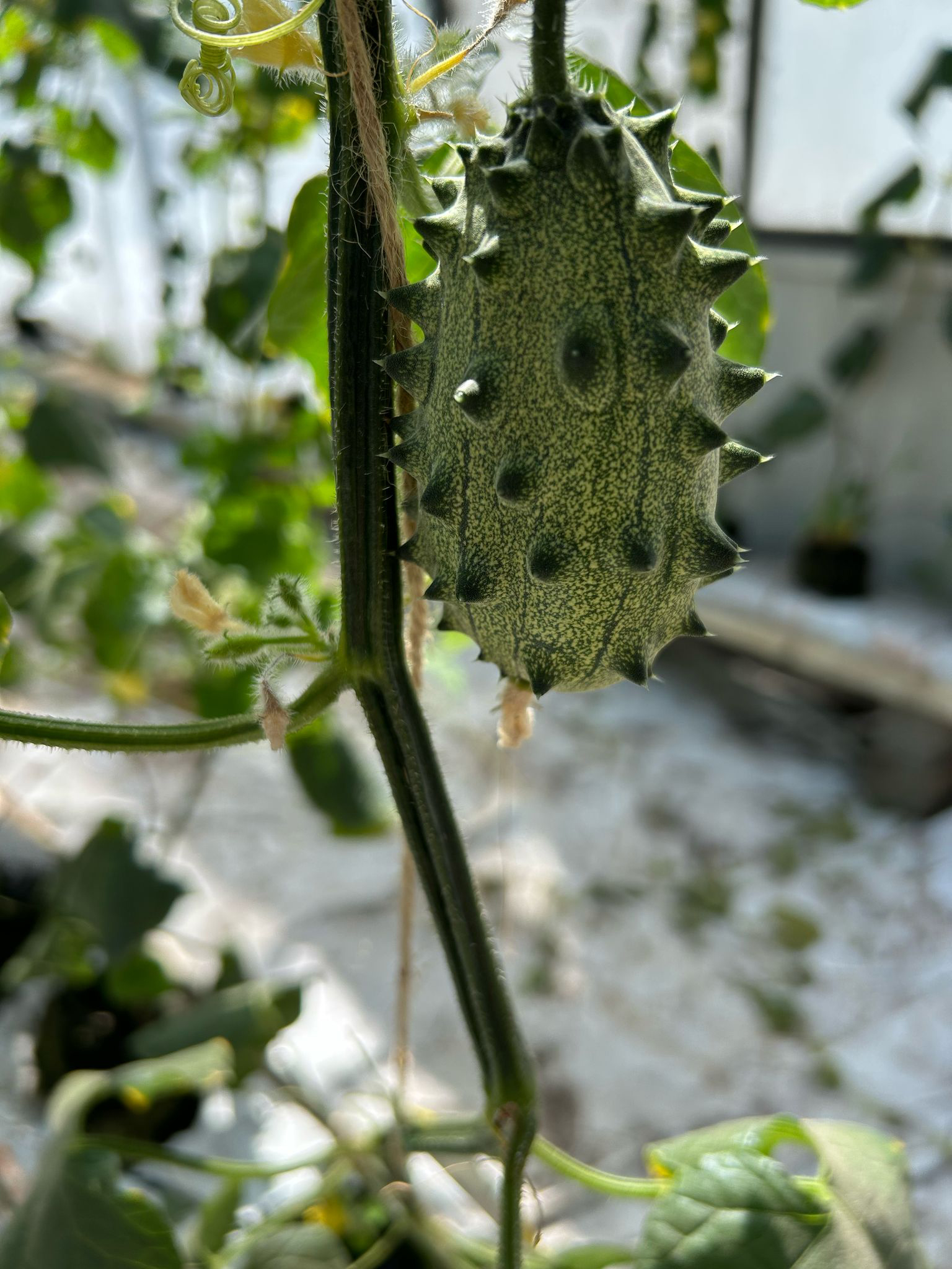Horned melon oogst 4