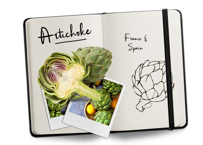 BUD_Journal_Artichoke