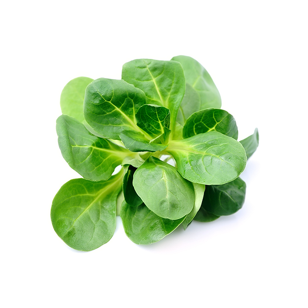 Lamb's lettuce