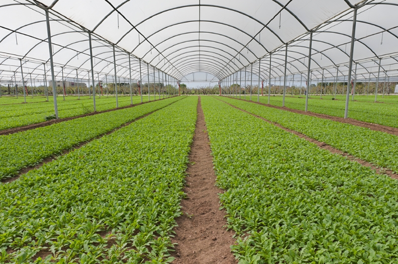 Baby leaves farm Altamura