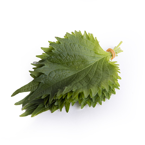 Oba / Shiso Leaves