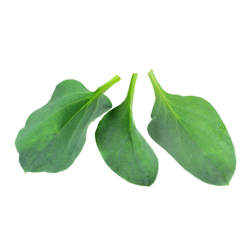 Sea Oyster Leaves