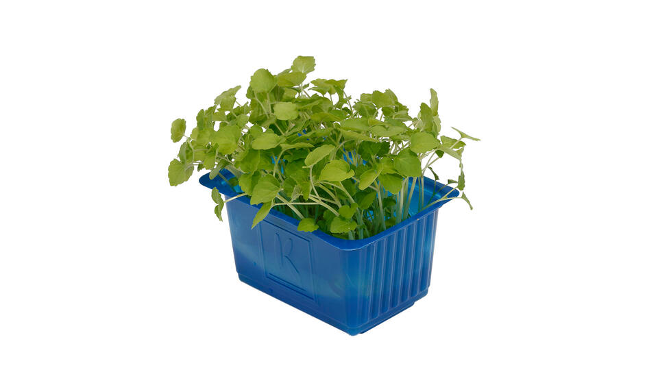 Atsina Cress