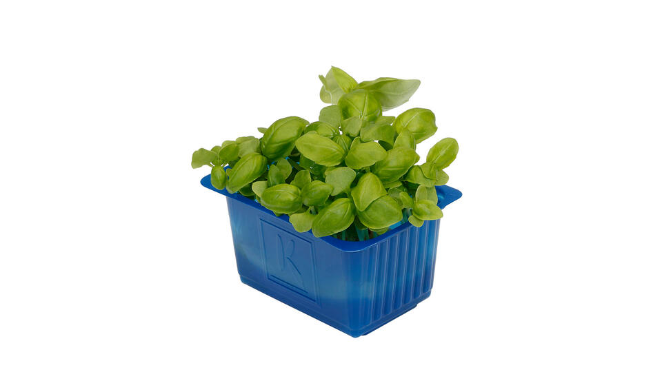 Basil Cress