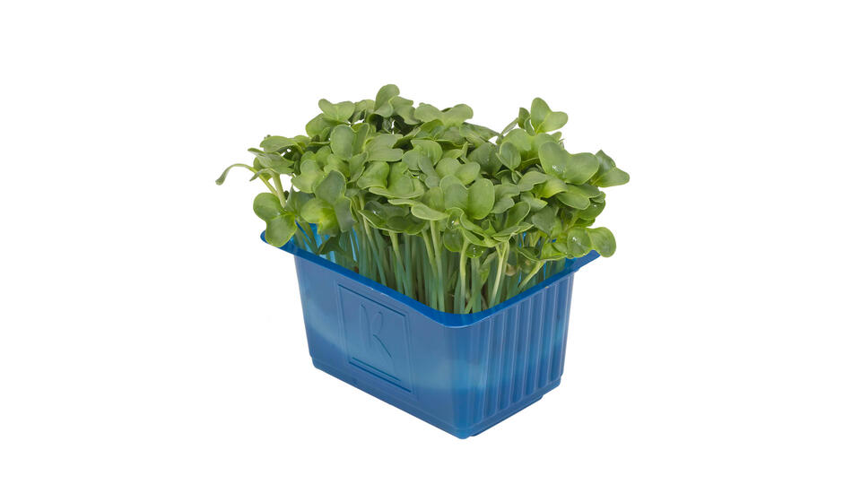 Daikon Cress