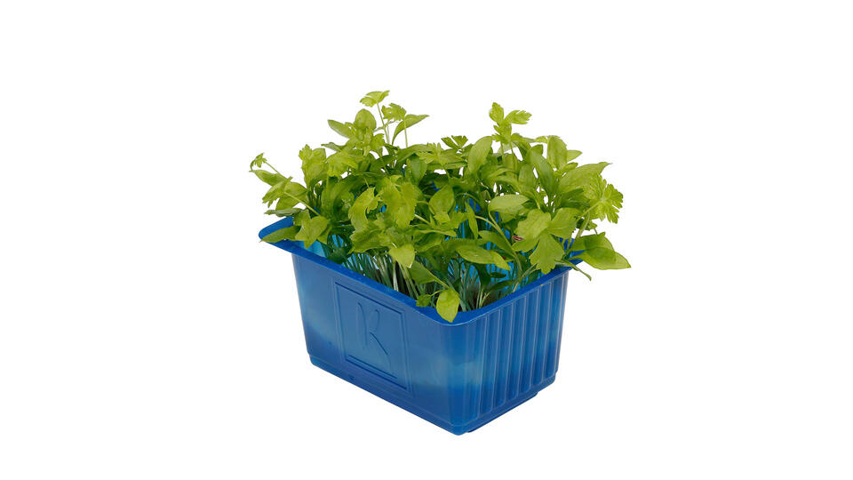 Garden Cress (BIO) - Koppert Cress