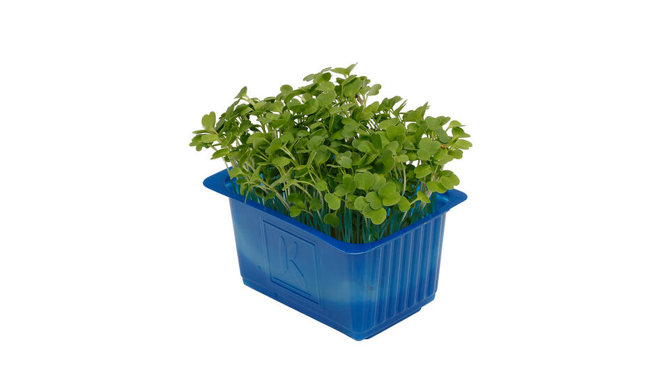 Rucola Cress