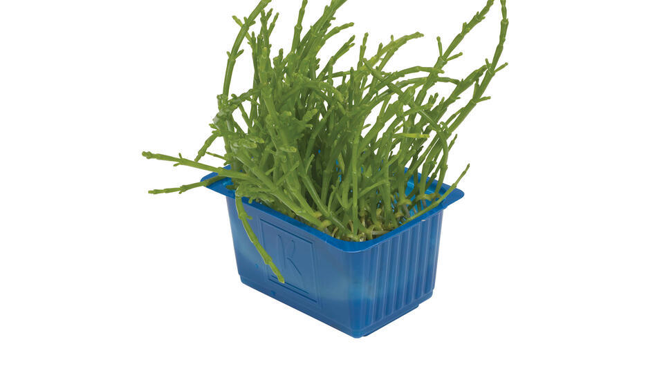 Salicornia Cress