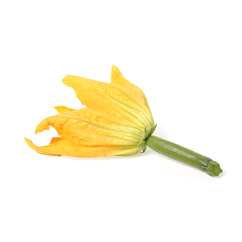 Fleur de Courgette