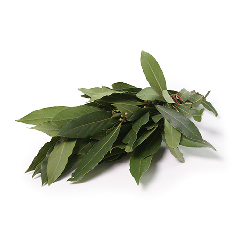 Bay leaf