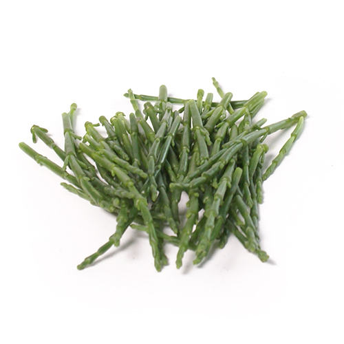 Salicornia