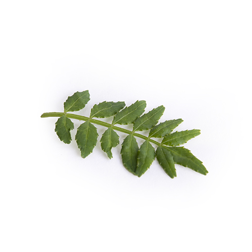 Kinome leaves