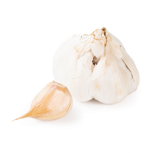 Elephant garlic