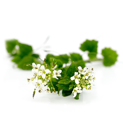 Wasabi flowers