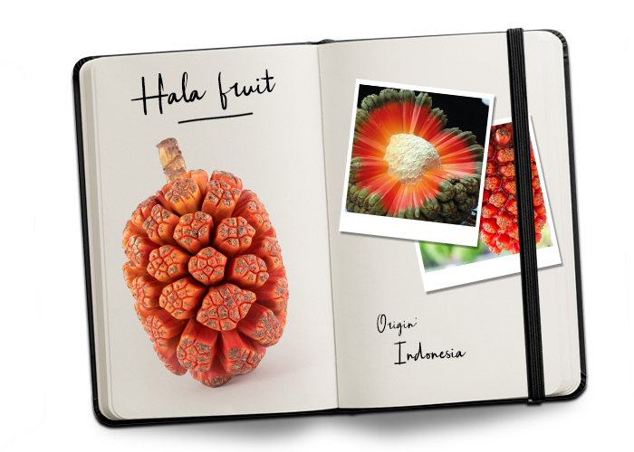 BUD_Journal_Hala fruit