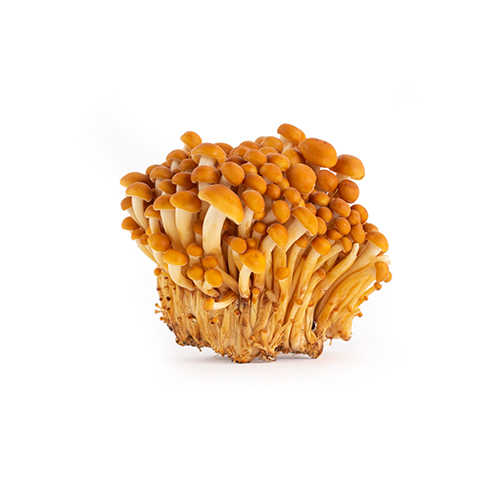 Golden enoki