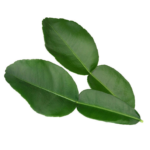 Kaffir lime leaves