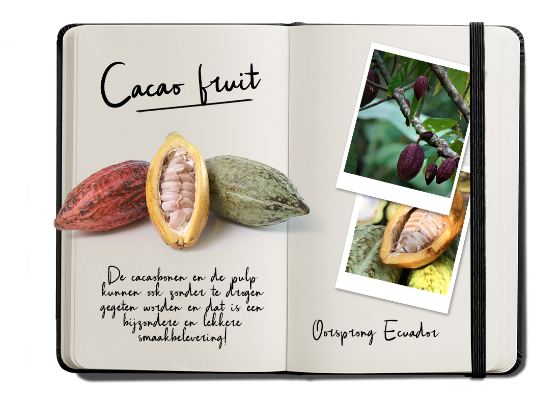 Journal Cacao fruit_verkleind
