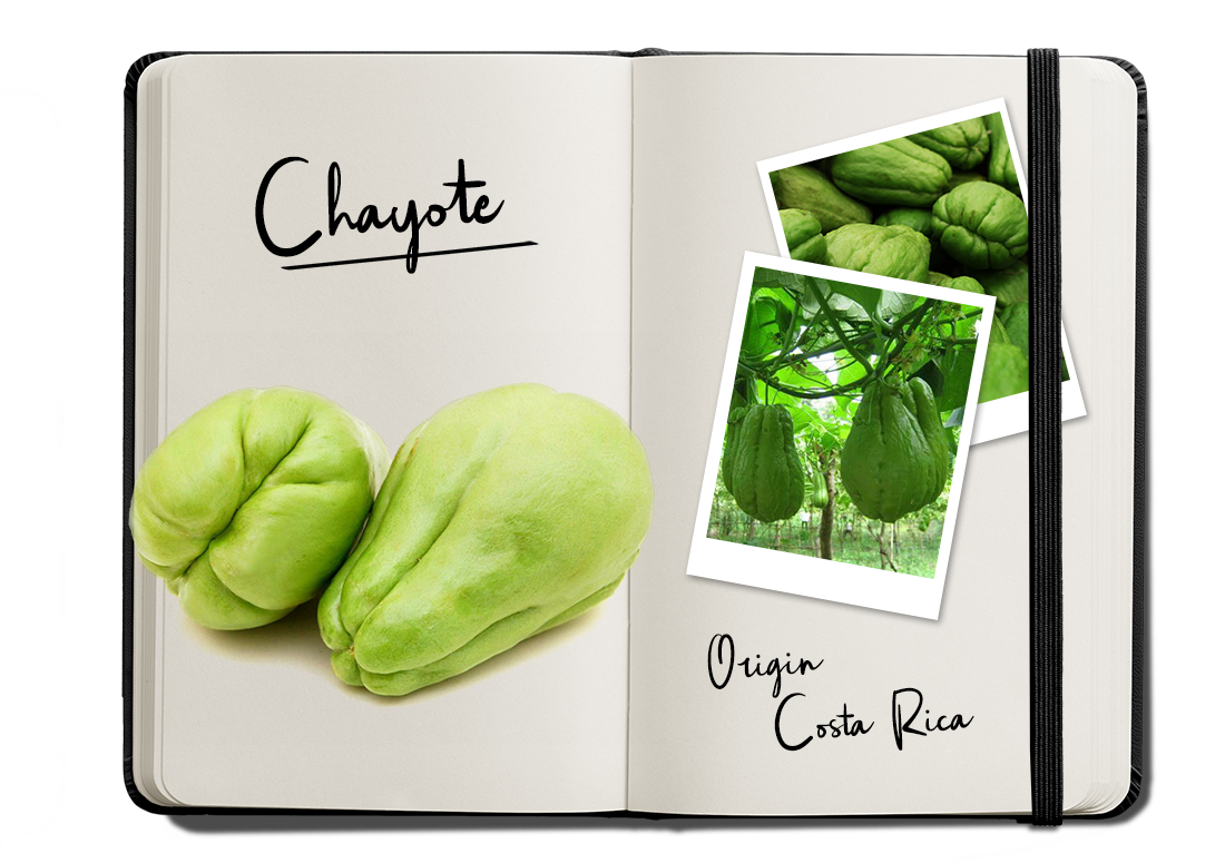 Journal Chayote_verkleind