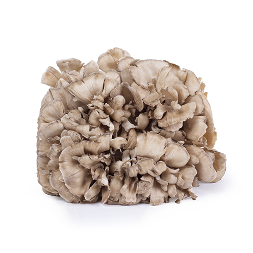 Maitake (Eikhaas)