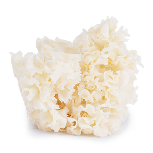 Cauliflower mushroom