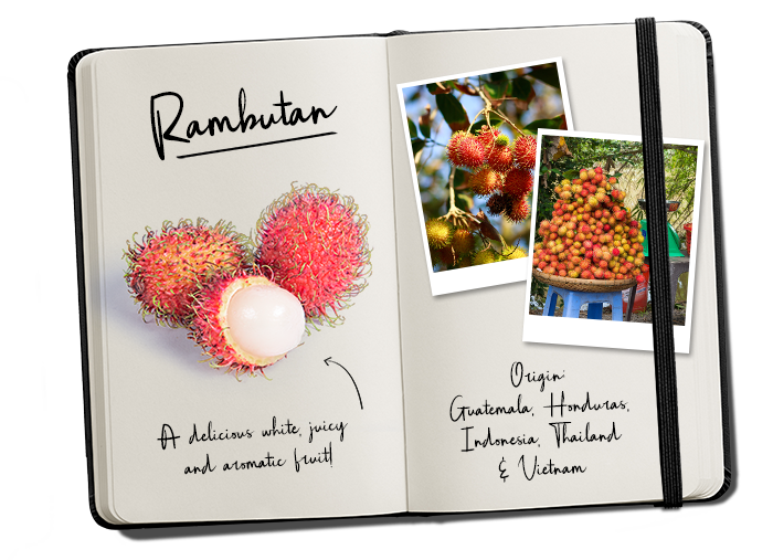 BUD_Journal_Rambutan_700px