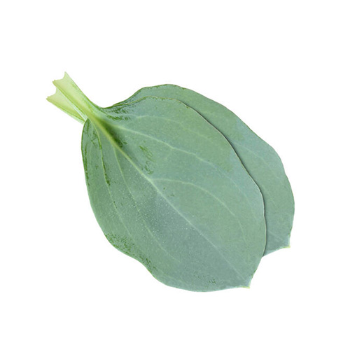 oyster leaves
