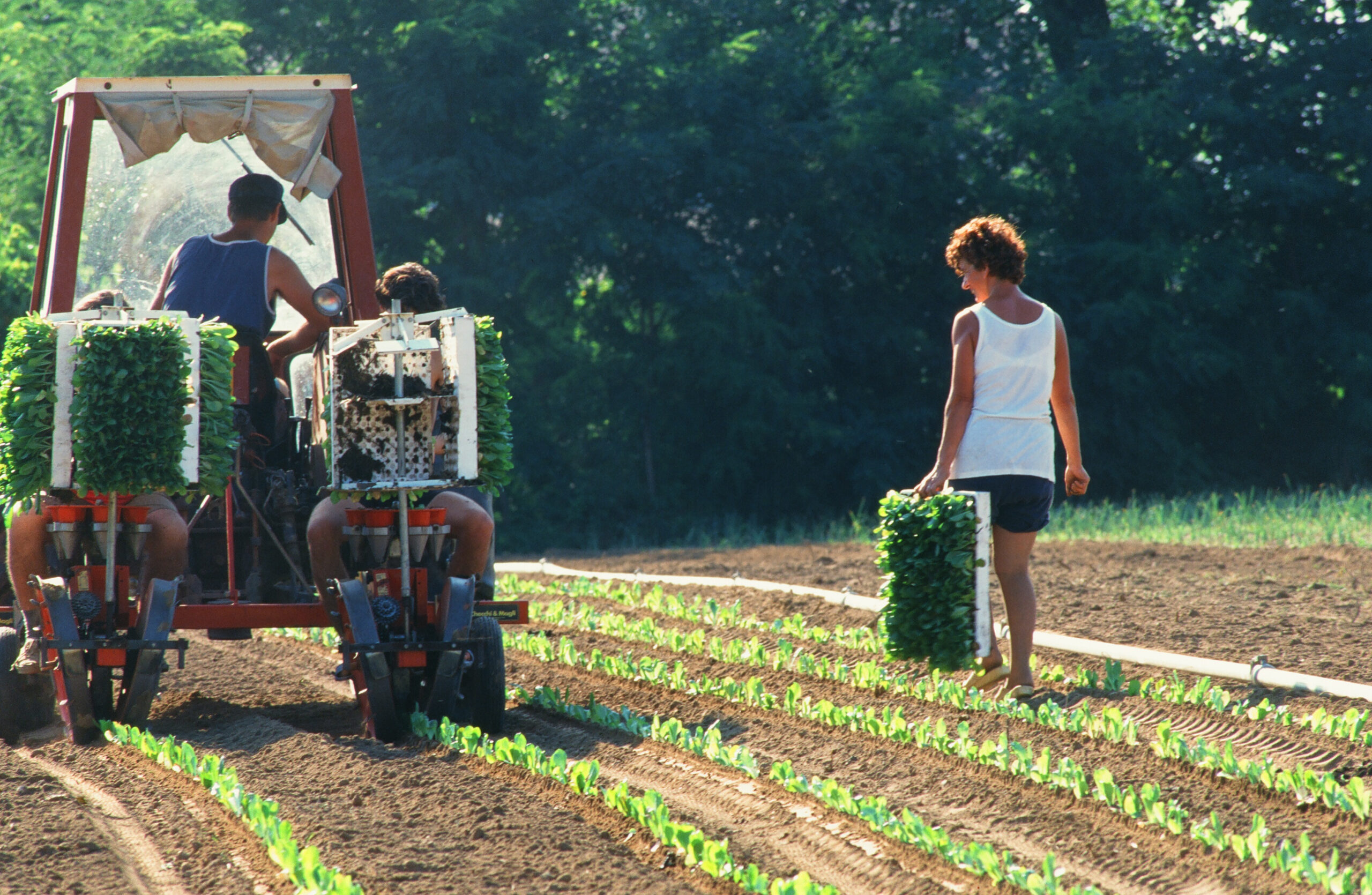 Treviso Precoce planting