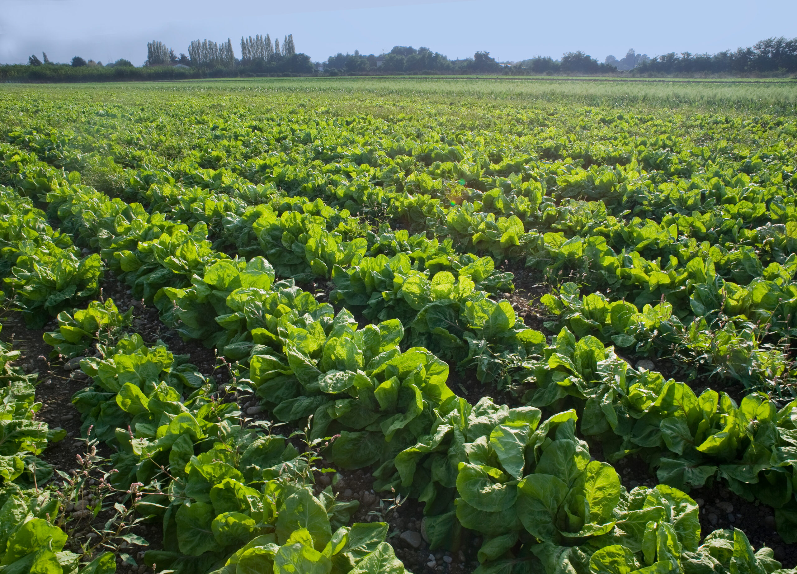 Castelfranco field