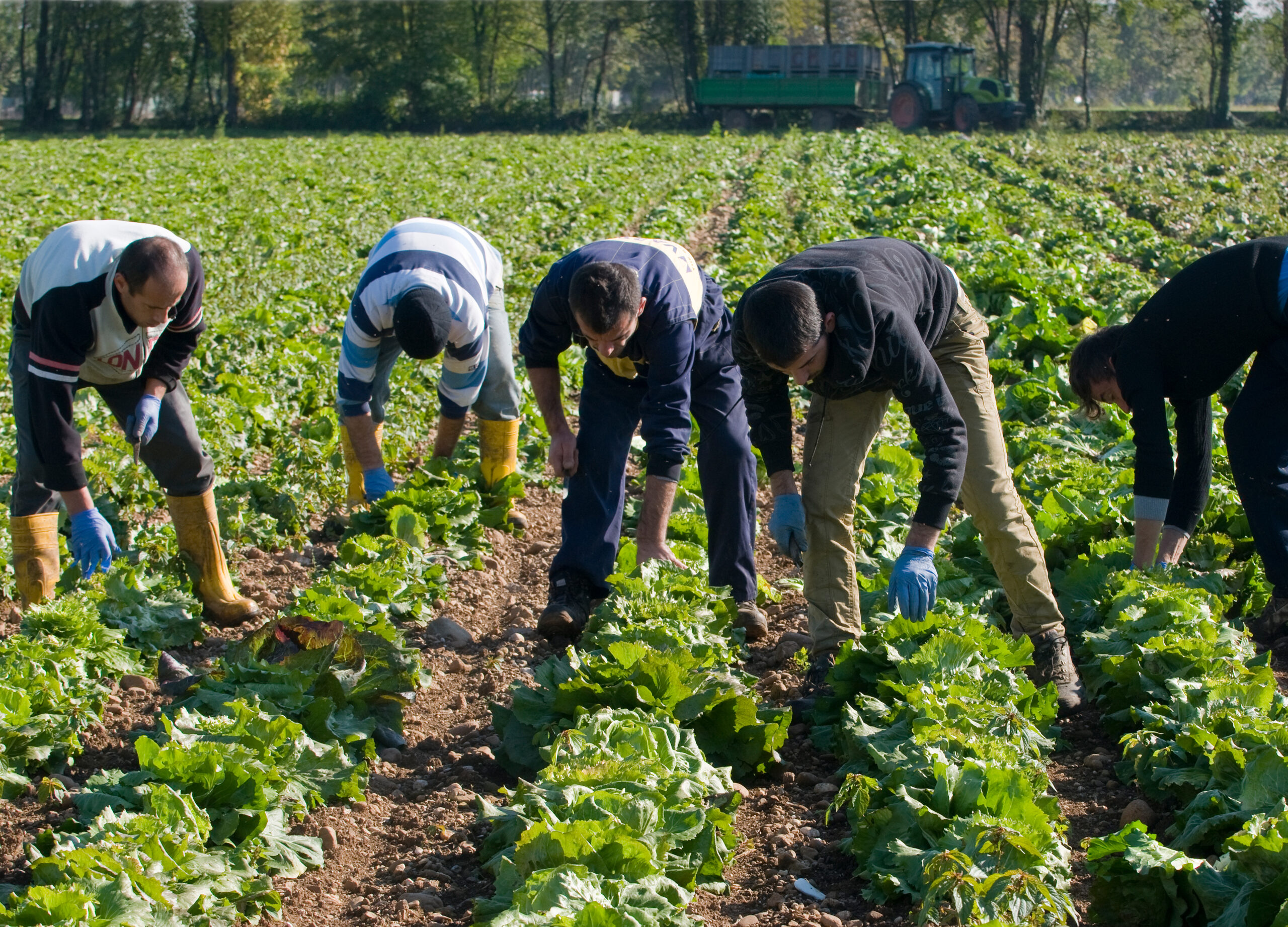 Castelfranco harvest