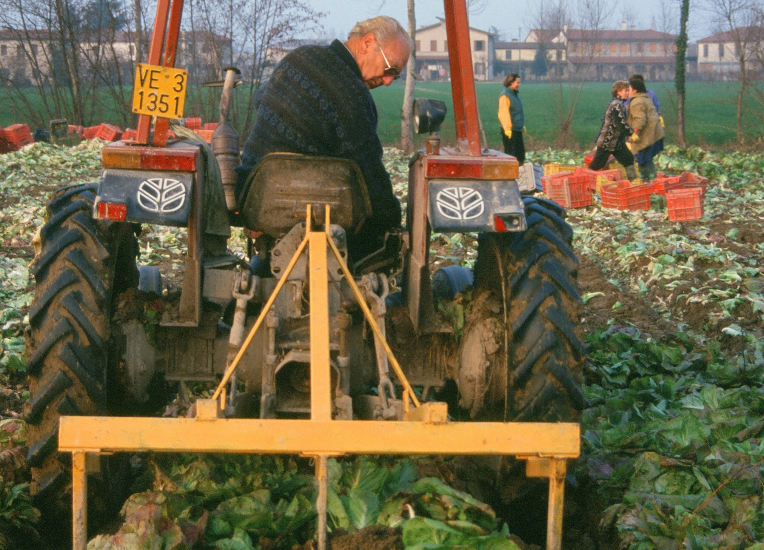 Castelfranco harvest