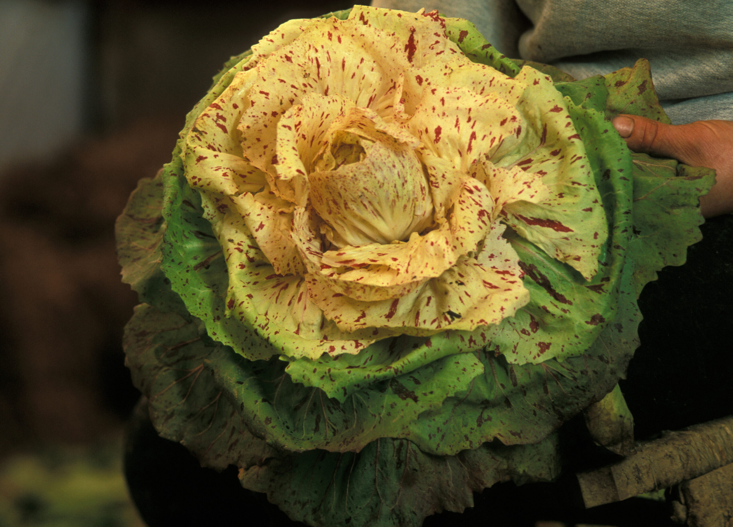 Castelfranco harvested product