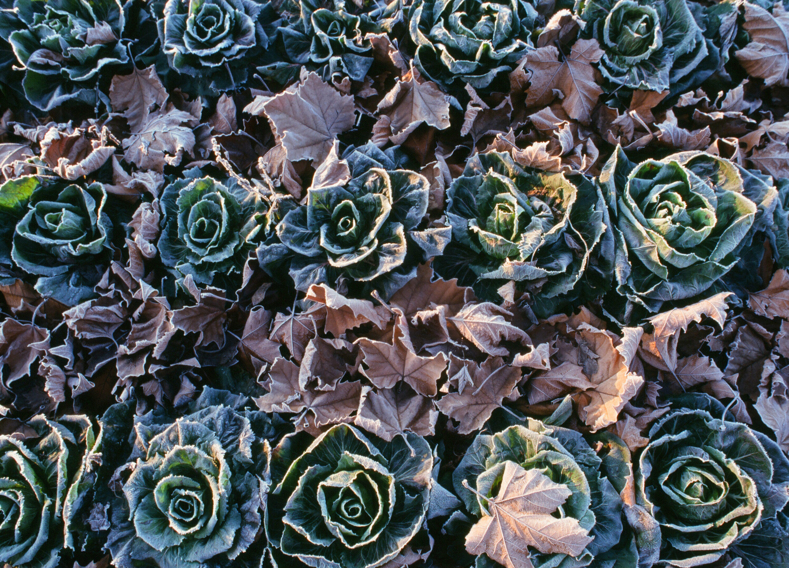 Castelfranco ice