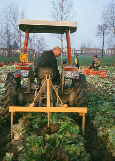 Oogst italiaanse groente