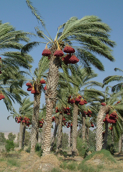 Dadelpalm met dadeltros