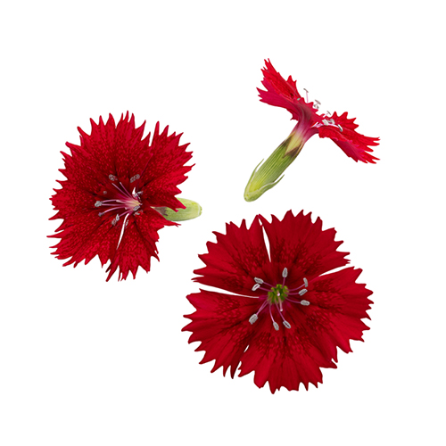 Fivola Blossom
